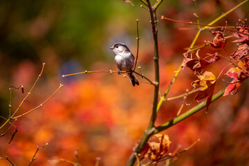 九州エナガと紅葉
