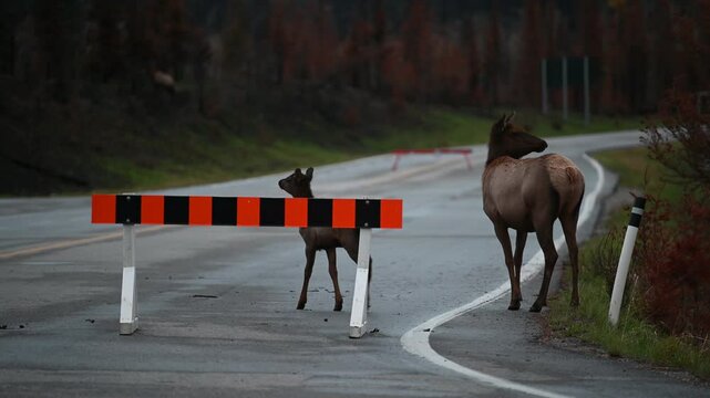 elk spotting on the side of the road near jasper national park, canada