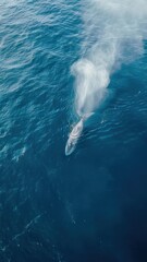 Whale swimming in the blue ocean. Aerial view from above.