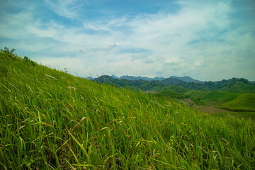 LANDSCAPE OF WILD GRASS ON THE HILL WHEN THE WIND BLOWS