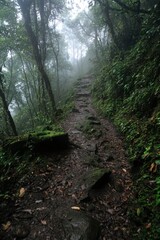 Obraz premium Misty Forest Trail Winding Upwards Through Lush Greenery
