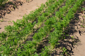 Carrots growing in a garden bed in summer