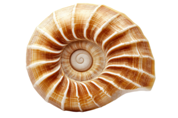 Close up of spiral seashell with striped pattern. The detailed texture and natural design of the shell are showcased in beautiful, intricate spiral formation. Isolated on transparent background, png. 