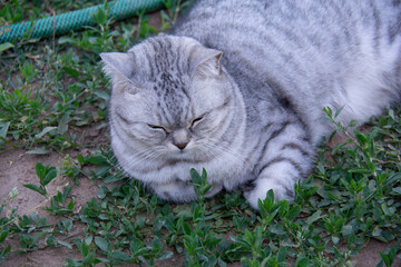 Beautiful gray British cat lies on the grass and takes a nap