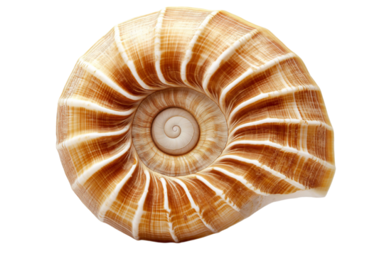 Close up of spiral seashell with striped pattern. The detailed texture and natural design of the shell are showcased in beautiful, intricate spiral formation. Isolated on transparent background, png. 