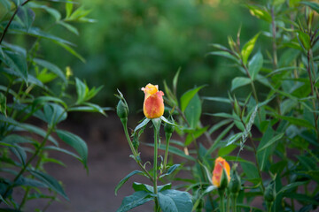 Bud of a red-yellow rose with some greenery on a flowerbed in summer