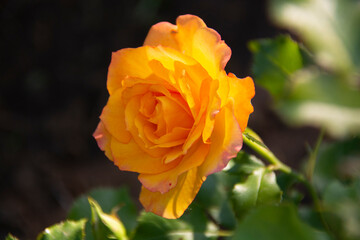 Beautiful yellow rose on a dark background close-up