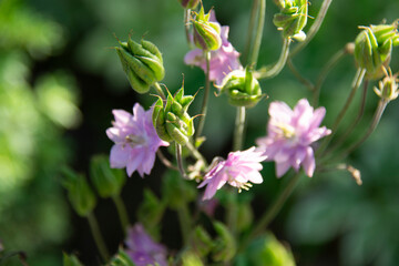 Pink aquilegia flowers on blurred green background