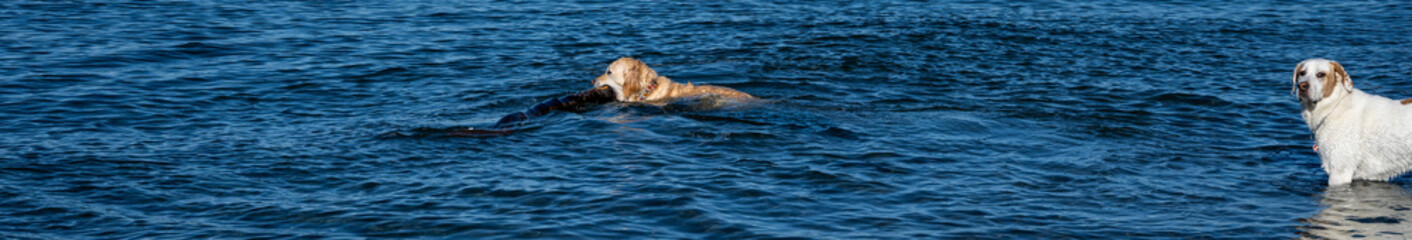 Obraz premium Pair of friends, golden retriever and mixed breed dogs, fetching a large stick in the cold winter waters of Puget Sound, playing in Golden Gardens Park, Seattle, Washington 