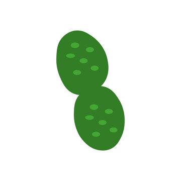 Synechococcus 

