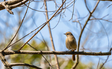 枝のジョウビタキ