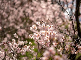 桜の園で桜が満開