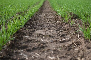 Background of cereal crop with copy space on the ground.