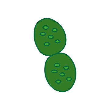 Synechococcus 