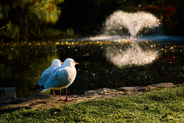 Obraz premium Seagulls by the Fountain in a Melbourne Park