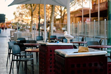 Seagull at Outdoor Cafe in Melbourne