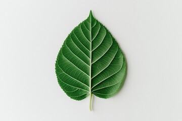 Single Green Leaf on White Background