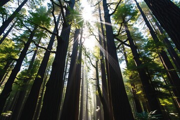 Fototapeta premium Sunlight penetrates the dense canopy of a magnificent forest with towering trees, creating a serene and picturesque atmosphere