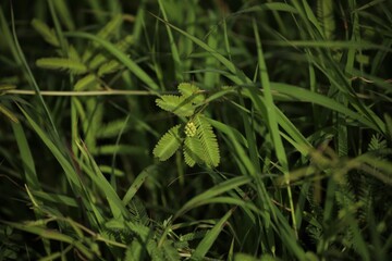 Mimosa pudica leaf closeup. Selective focus. Nature concept.