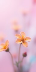 Fototapeta premium Delicate yellow flowers with soft pink background during spring season showcase nature's beauty and tranquility