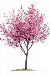 Obraz premium Pink blossom tree isolated on white background showcasing spring beauty and delicate petals