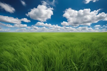 Obraz premium Field of green grass and sky 