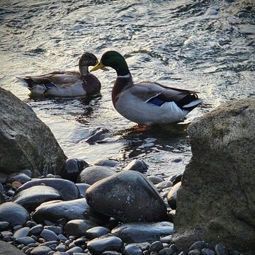 Friendly ducks at Clackamette Park, Oregon City, Oregon, USA