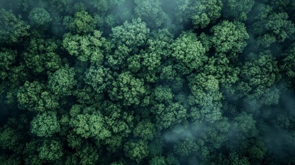 Rainforest aerial photo with dense green canopies and mist rising above the trees
