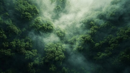 Obraz premium Rainforest aerial photo with dense green canopies and mist rising above the trees