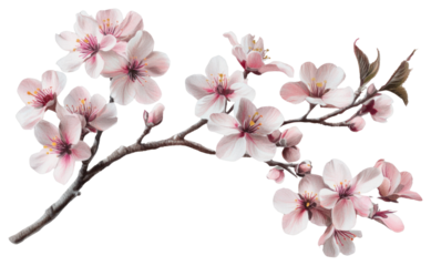 PNG Beautiful sakura flowers blossom plant cherry blossom.