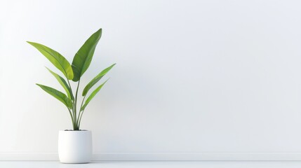 Modern Indoor Plant in Minimalist White Room