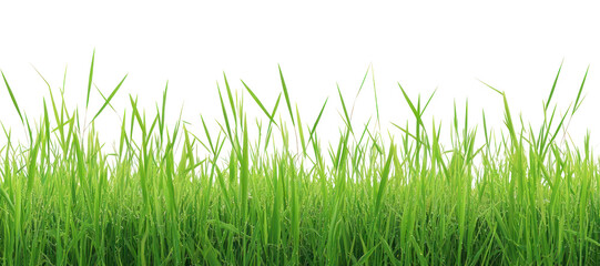Fototapeta premium PNG Real rice field background outdoors nature.