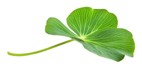 Green leaf of Oxalis corniculata on a white background. isolated background.