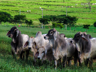 Guzera cattle feed in the pasture of a beef cattle farm in Brazil