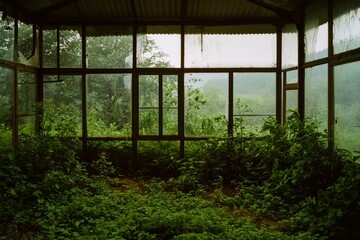 Obraz premium Overgrown Greenhouse Reclaimed By Nature