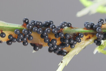 Badhamia lilacina, slime mold from Finland, no common English name