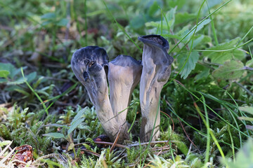 Craterellus cornucopioides, commonly known as the Horn of plenty, black chanterelle  or trumpet of the dead, wild mushroom from Finland