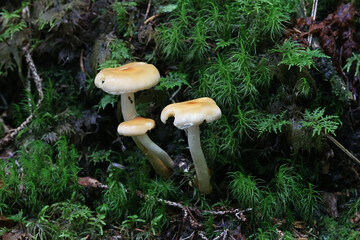 Hypholoma capnoides, commonly known as Conifer Tuft, wild edible mushroom from Finland