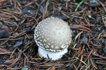 Amanita excelsa, commonly known as Grey Spotted Amanita or European False Blusher, wild mushroom from Finland