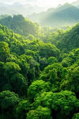Lush Green Mountain Forest Canopy Bathed In Sunlight
