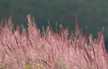 Wild pink grass flower on the way in the morning