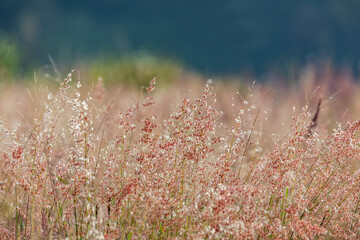 Wild pink grass flower on the way in the morning