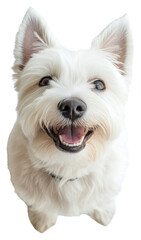 PNG West Highland White Terrier dog terrier animal.