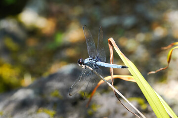 葉っぱに止まるシオカラトンボ
