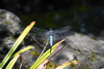 葉っぱに止まるシオカラトンボ