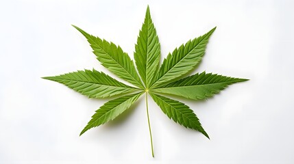 Minimalist graphic depiction of a single cannabis leaf against a clean crisp white background  This simple botanical can be used for a variety of natural organic or health related design projects