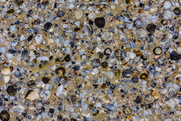 Background of the many sea shells. Natural pattern