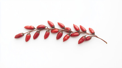 Red Berries Branch: A delicate branch adorned with vibrant red berries arranged in a graceful curve, creating a visually appealing and naturally elegant composition. 
