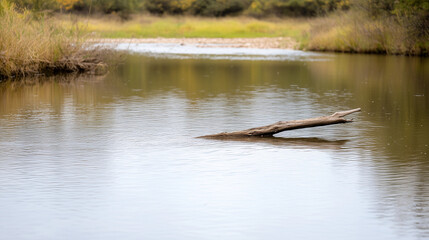 Fototapeta premium Tranquil River Scene: A weathered log rests serenely on the surface of a calm river, its reflection mirrored in the still water, creating a peaceful and contemplative atmosphere.