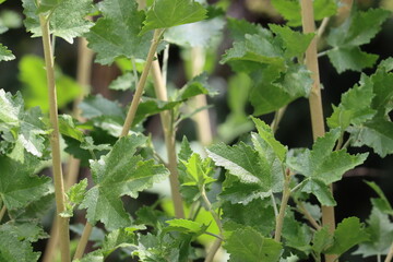 Splendid Chaparral Bushmallow, Malacothamnus Fasciculatus Variety Laxiflorus, an exciting native synoecious shrub displaying palmately lobed ovate leaves during Spring in the Santa Monica Mountains.
